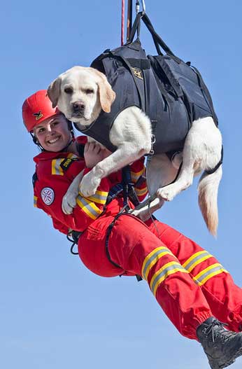 Обучение спасательных собак