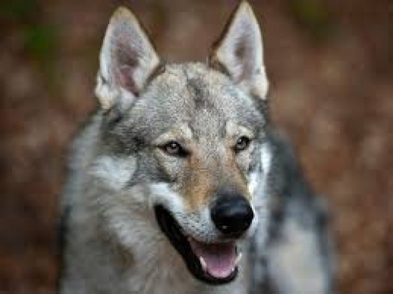 100 000 изображений по запросу Wolf on rock доступны в рамках роялти-фри лицензии