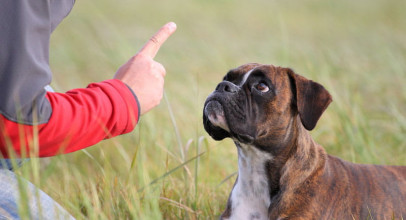 Коррекция поведения, устранение вредных привычек у собак
