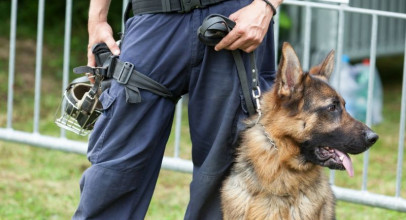 Обучение и дрессировка собак по охранной и караульной службе