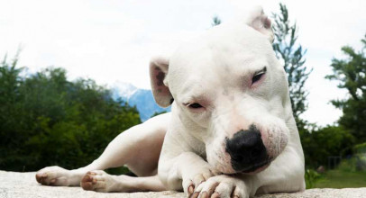 Психологическая и физическая реабилитация собаки после перенесенных операций и полученных травм