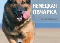 Немецкая овчарка. Гид по породе