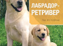 Ладбрадор-ретривер. Гид по породе
