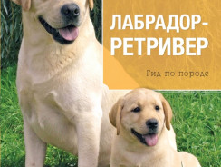 Ладбрадор-ретривер. Гид по породе