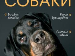 Дрессировка и воспитание собаки