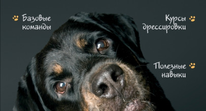 Дрессировка и воспитание собаки