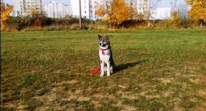 Комфортная и безопасная жизнь владельца и собаки в условиях города